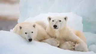 Behind the Scenes of Disney Plus' Polar Bears Nature Documentary with the Directors