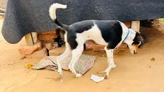 Treatment for constipation in puppies @globalpetsclinic