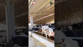 Beautiful Dairy Farm Shed Design