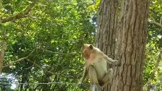 monkey 🐒#monkey #monkeyantics #cuteanimal