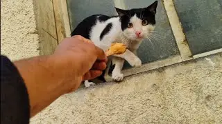 Feeding to💓 homeless poor cat 🙀💐😿which is found in abandon  apartment building#cat#streetcats#kitten