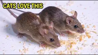 Cat TV for Cats to Watch 🐭 Real Mice Eating & Squeaking | 4K Close Up