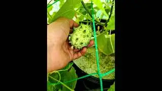 KIWANO AFRICAN HORNED MELON