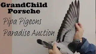 GrandChlid Porsche | The Outstanding Perfomer Racing Pigeon | Pipa Pigeons Paradise Auction