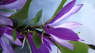 Handel - Tamerlano - Dammi Pace (Herni Ledroit)