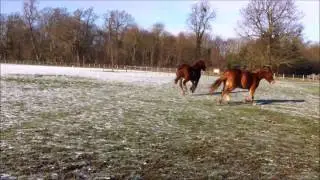 Young Suffolk Punch Horses Playing at Hylands Park