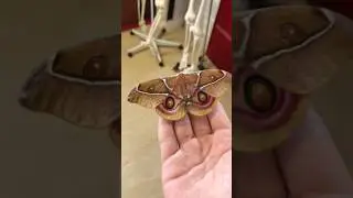 Madagascan bullseye moth life cycle in 12 seconds! #amazing #butterfly #awesome #insects #moth #all