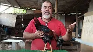 APRESENTA&Ccedil;&Atilde;O DAS AVES- O GALO BANQUIVA- V&Iacute;DEO 01