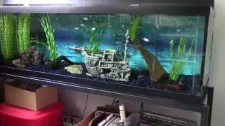 Madcypress Fish Room Update  Part 1