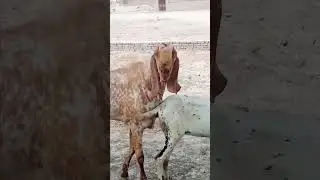 Beautiful goats in the wild 🐐 #naturedaily #goatfarm  #goat #goatfarm