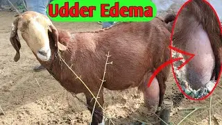 Udder Edema in a goat | Vet Guru Radhe
