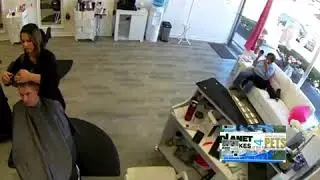 Woman Injured After Deer Jumps Through Window of Long Island Hair Salon: Police