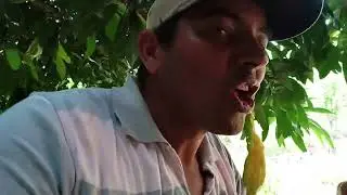 sítio 39 hectares R$ 350,000mil 4 km  Fruta de leite Mg norte minas gerais zap (38)999379597 Daniel