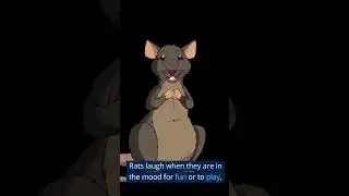 🐀 Do Rats LAUGH When You Tickle Them? 🤣 Facts About Rats