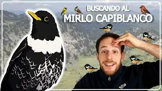 BUSCANDO AL MIRLO CAPIBLANCO 🗻 P. Nacional Guadarrama