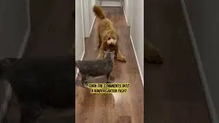 Let&rsquo;s go #dog #dogshorts #pets #groodle