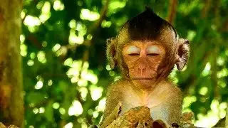 Poor baby Lori crying call mom until exhausted and so much hurt tail injure but baby still struggle.