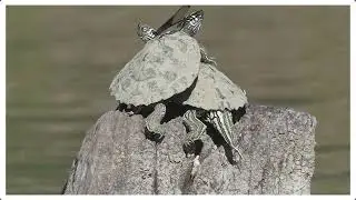 Wildlife Conservation Webinar | Distribution, assessment, and ecology of Cagle's Map Turtle