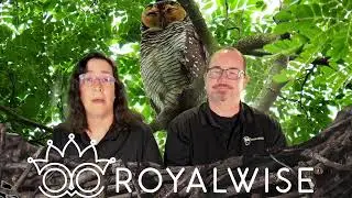Tune in as Jamie and Alicia go &lsquo;LIVE from the OWLS Nest&rsquo;