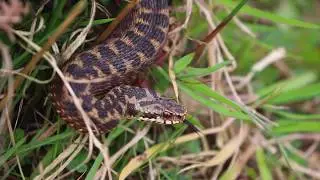 Discover Bystock Pools nature reserve