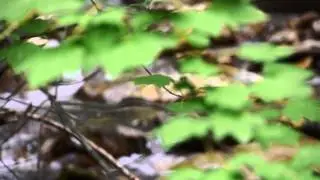 Okanagan Life - An Introduction