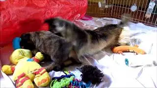 Pyrshep puppies - the Fabulous world