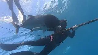 Spearfishing Hawaii Opportunities (Shooting my BIGGEST Ulua)