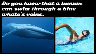 Do you know that a human can swim inside the blue whale's veins?