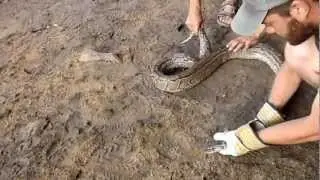 African rock python, Python sebae, Guelta Galo&ucirc;la, Assaba, Mauritania