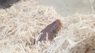 Beginning Snake Owner: Ginger Update