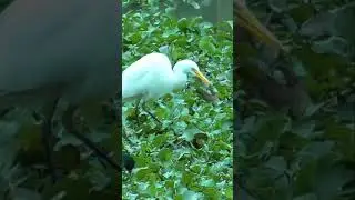 Egret caught and ate a small fish in Winter #shorts