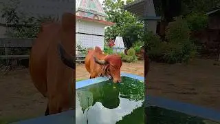 #cow Gau Mata Gir giy #shorts #village #youtubeshorts