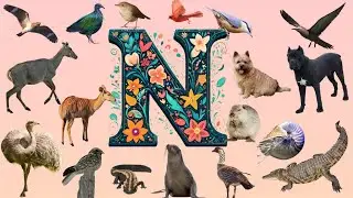 Discover the World of 'N' Animals abc | 18 Animals that Start With N | Master Animals Vocabulary