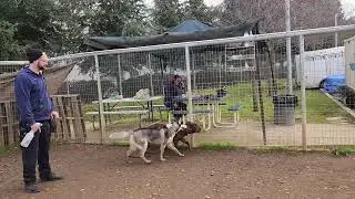 A909452 and friends, available to adopt, Bradshaw animal shelter, Sacramento CA 