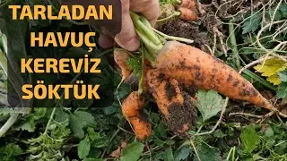 KARALAHANA TARLASINDA NELER VAR NELER🌿⁉️ #kereviz #turp #marul #lahana #sebze #köy #köyhayatı #tarla
