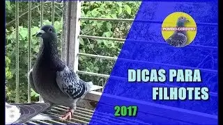Dicas para Filhotes dos pombos