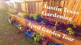April Garden Tour 2022 - Growing Fruit, Vegetables, and Ornamentals in the Central Texas Suburbs