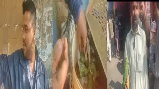 How Baby Alexander # Baby parrot #viral #subscribers #support #2024 #allparrot