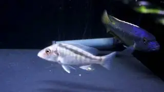 Taeniochromis holotaenia　Taeniolethrinops laticeps