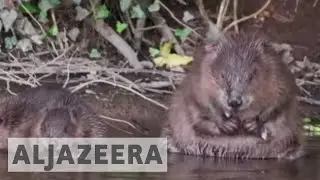 Beavers claw out of extinction in UK