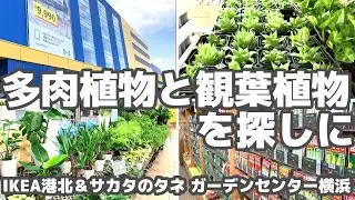 【観葉植物】おしゃれでコスパ抜群なIKEAで多肉を買い、アクセス良好なサカタのタネへ【横浜園芸店巡り】
