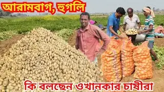 জমি থেকে নতুন আলু উঠছে | এই বছর ফলন কেমন? দাম কত যাচ্ছে? কী বলছেন হুগলি জেলার আলু চাষীরা ?
