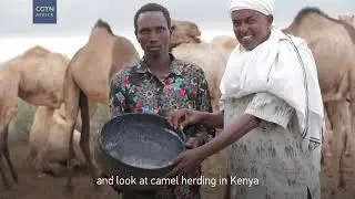 Trailer: Through the Eye of a Needle - Camel Herding in Kenya