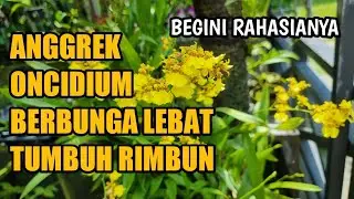 Anggrek Oncidium Berbunga Lebat dan Tumbuh Rimbun
