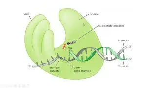 DNA polimerasi