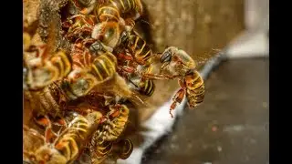Abejas sin aguij&oacute;n o meliponas