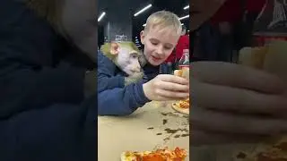 С другом в пиццерии , забыл что я на диете ! 🙊 #monkey #макака #обезьяна #animals #macaque #funny