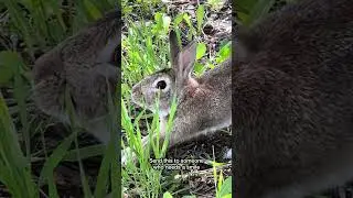 This wins the internet today #RabbitLife #BunnyMoments #CuteAnimalVideo #PetReels