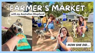 Taking My Australian Shepherd to a Farmer's Market: heel work, pulling, jumping, & reactivity