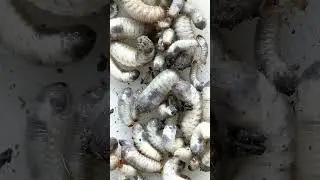 20231229🔇 Beetle Larva White Grub | 甲蟲 k&auml;fer भृंग خنفساء besouro ด้วง escarabajo 甲虫 scarab&eacute;e 딱정벌레
